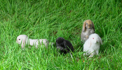 Four small rabbits of breed of Miniature Lop are on the grass in outdoors.