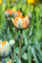 Orange tulips under sunlight - 368221145