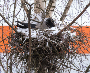 gray crow in the nest. close-up - 368221165