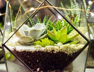 Glass florarium vase with succulent plants in a  geometric pots. Small garden with miniature Succulent , echeveria. Home indoor plants - 368221196