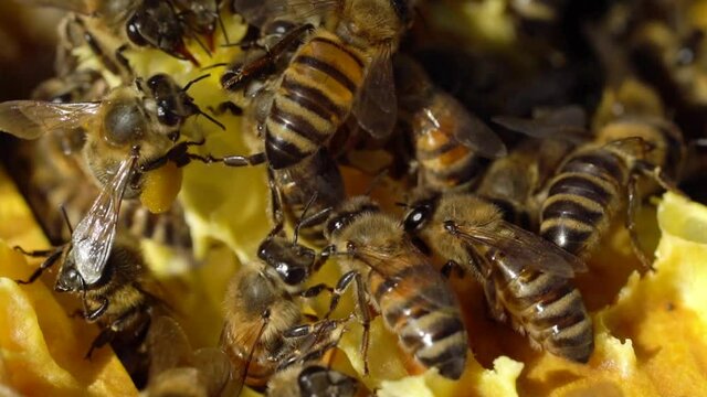 Macro view honey bees swarming ontop their hive
