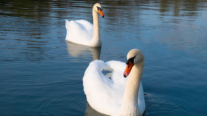 Naklejka premium Two adult white swans on river.