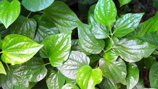 Closeup of green betel leaves or Piper betel, Fresh betel leaves in tropical garden