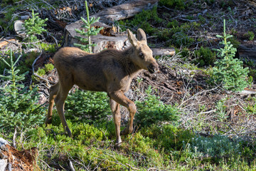 Moose Calf on the Move. Moose in the Colorado Rocky Mountains