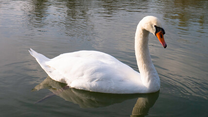 White swan on the river.