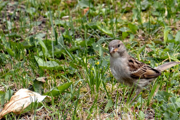 a small Sparrow in the summer in the grass looking for food 1
