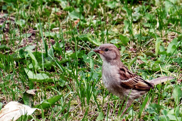 a small Sparrow in the summer in the grass looking for food