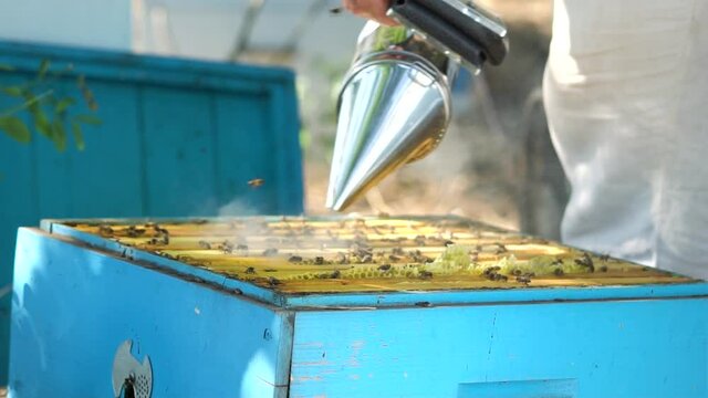 Beekeeper fumigates the hive with smoke to calm bees. Beekeeping prosess.