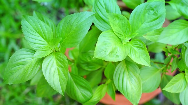 Fresh Sweet basil in the plantation, Holy basil plant with green leaves. Close up of Sweet basil leaf in garden.
