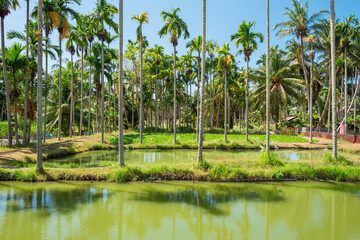 Cultivation of coconut trees and fish breeding. Agriculture is the main occupation of the inhabitants of the Island of Weh, the northernmost and westernmost point of Indonesia northern of Sumatra