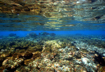 underwater coral reef fish ocean caribbean sea Venezuela