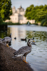 ducks in st james park