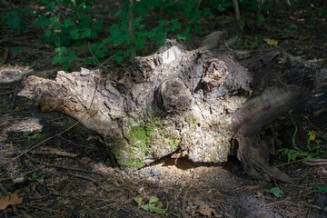 Fototapeta premium Tree stump in a forest with dramatic natural light
