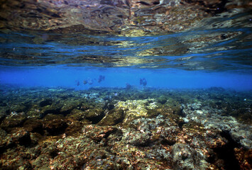 underwater coral reef fish ocean caribbean sea Venezuela