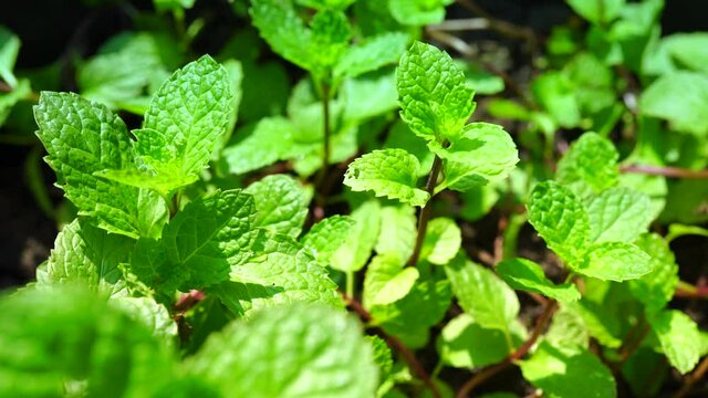 Fresh green organic mint leaf on vegetable garden,close up of peppermint plant grow at vegetable garden.