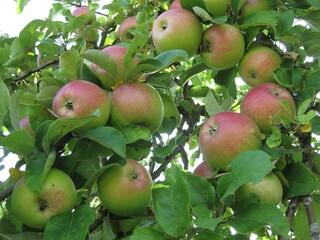 Apfelbaum biegt sich vor lauter vielen Äpfel, Äste biegen sich