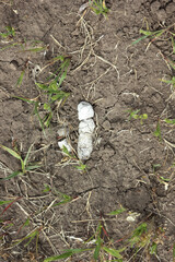 Old turd, excrement, droppings of wild animal