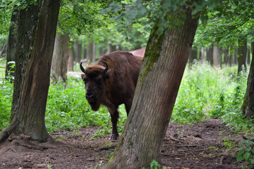 Obraz na płótnie Canvas European Bison in the wood