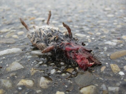 tote nasse Maus liegt tot auf der Straße mit viel Blut