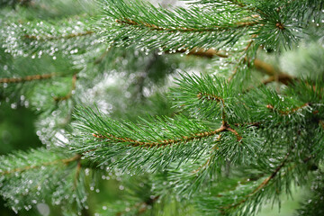Pine branch after summer rain covered with water drops on blurred background