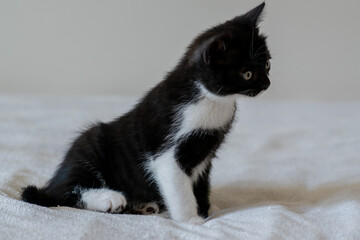 Bicolor british shorthair kitten, cute paws. black and white cat