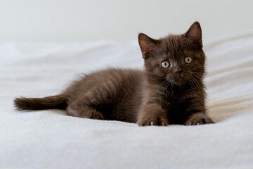 Cute dark chocolate british shorthair kitten. Selective focus