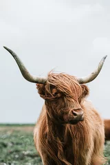 Zelfklevend Fotobehang Schotse hooglander schotse hooglandkoe