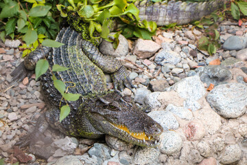 crocodile in the water