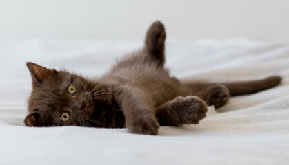 Cute dark chocolate british shorthair kitten. Selective focus