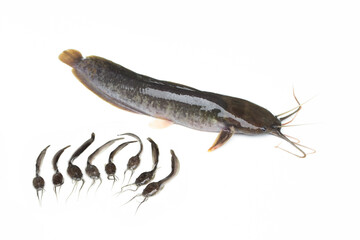 Fresh catfish isolated on a white background, Clarias.