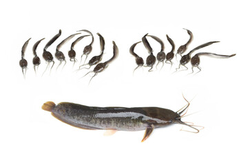 Fresh catfish isolated on a white background, Clarias.