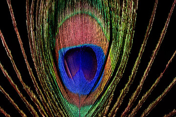 Obraz premium Beautiful colored mature male peacock feather