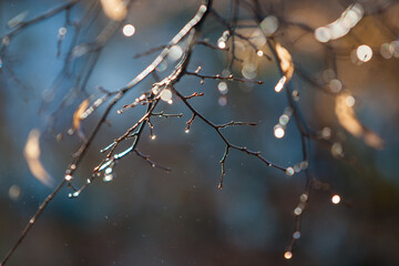 linden branches after the rain
