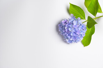 The colorful hydrangeas that bloom in spring and summer shake in the wind.	