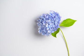 There is a purple hydrangea on a white background	