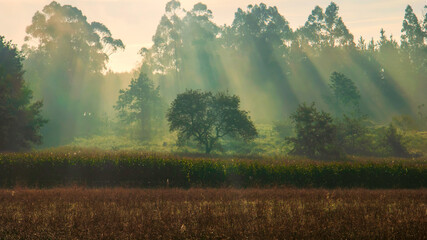 Amanecer en la campiña gallega