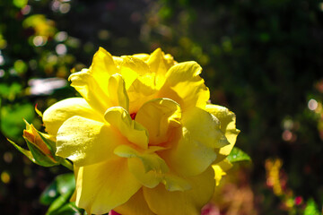 Rosa amarela no jardim