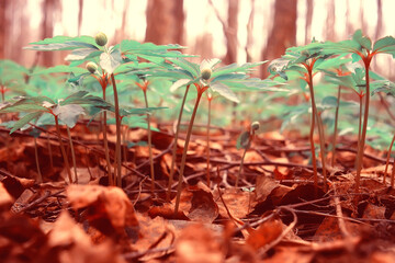yellow grass leaves top view wild field Indian summer / landscape autumn view on nature