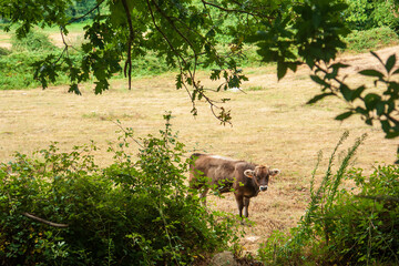 Fototapeta na wymiar Un ternero gallego mira desde un prado verde rodeado de arboles 