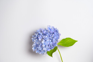 There is a purple hydrangea on a white background