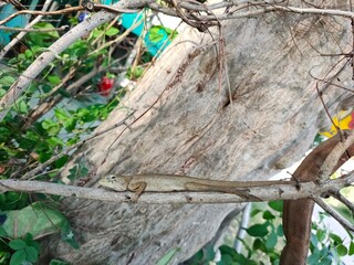 Lacertilia, It's on a dry branch.