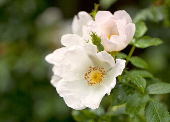 White Wild Roses Close Up