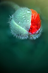 Obraz premium Macro photo of nature bud flower poppy isolated on green background.