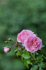 Pink Garden Rose Close Up