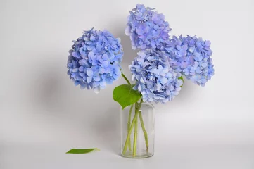 Fotobehang Hydrangea There is a purple hydrangea on a white background  © jeonghwan son