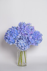 There is a purple hydrangea on a white background