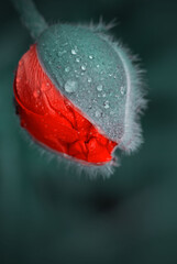 Macro photo of nature bud flower poppy isolated on green background.