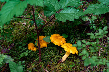 chanterelle mushroom from the forest