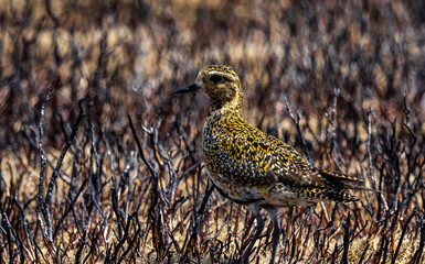 Juvenile Golden Plover (pluvialis apricaria) hiding in the burnt heather.  Ilkley moor.  Yorkshire
