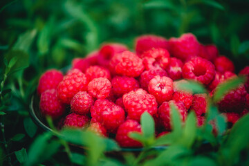 ripe and red raspberries on a background of herbs close-up